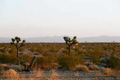 Joshua Tree